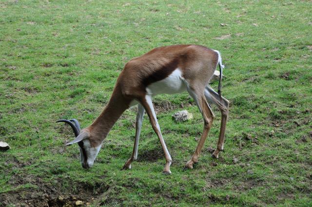 min 2013 07 06 beauval 086